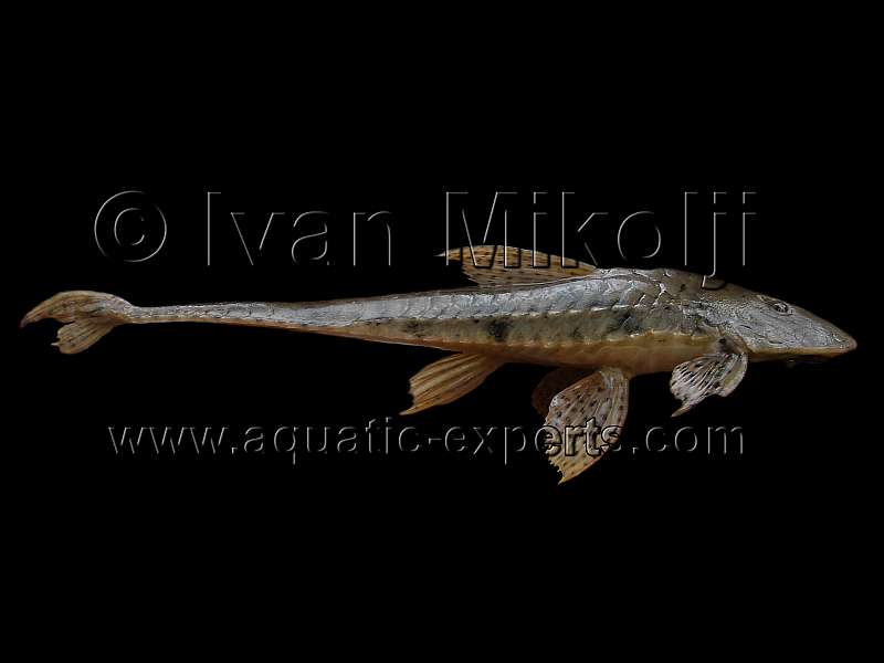 Loricariichthys brunneus